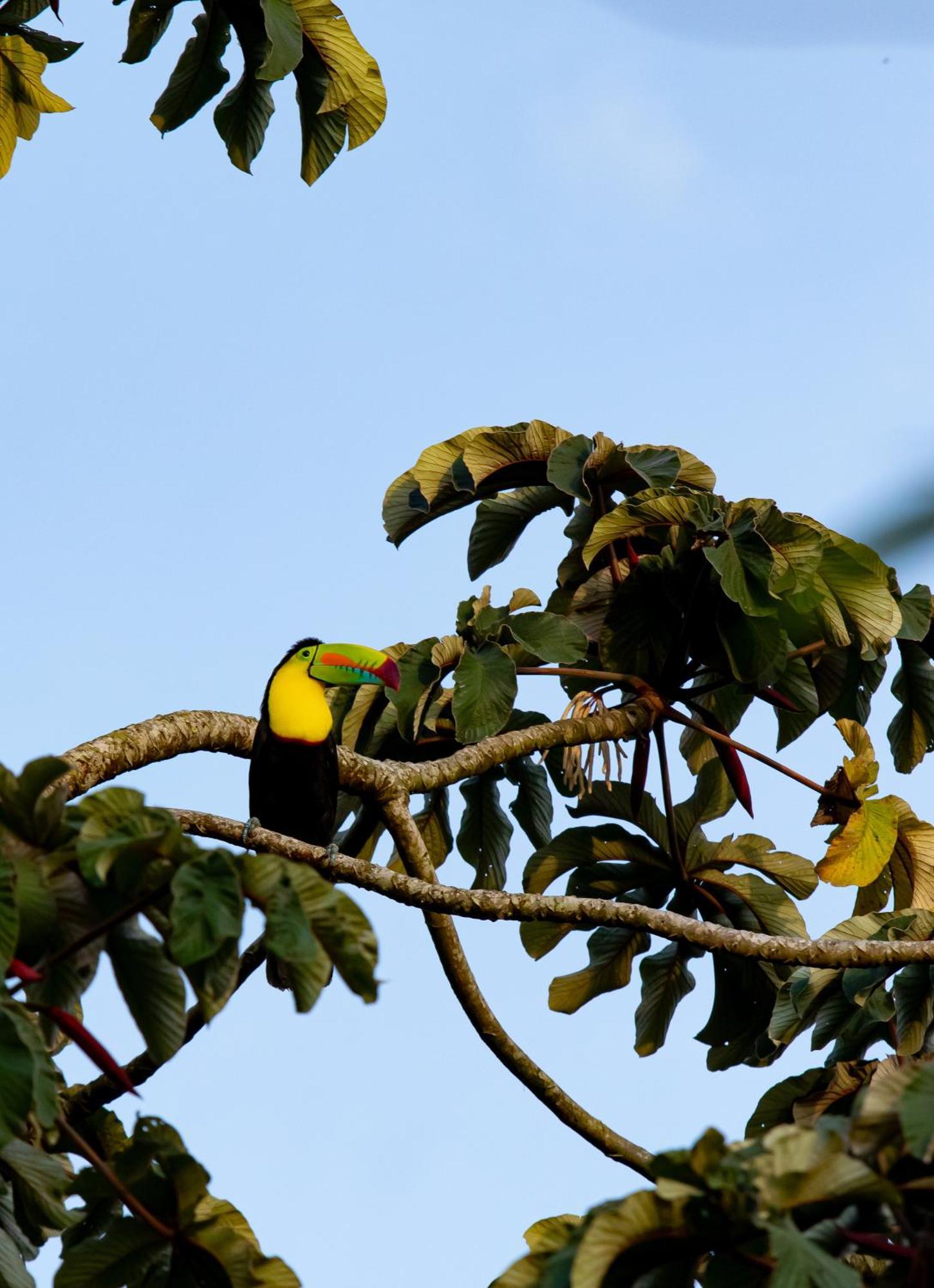Heliconias Rainforest Lodge Bijagua Kültér fotó