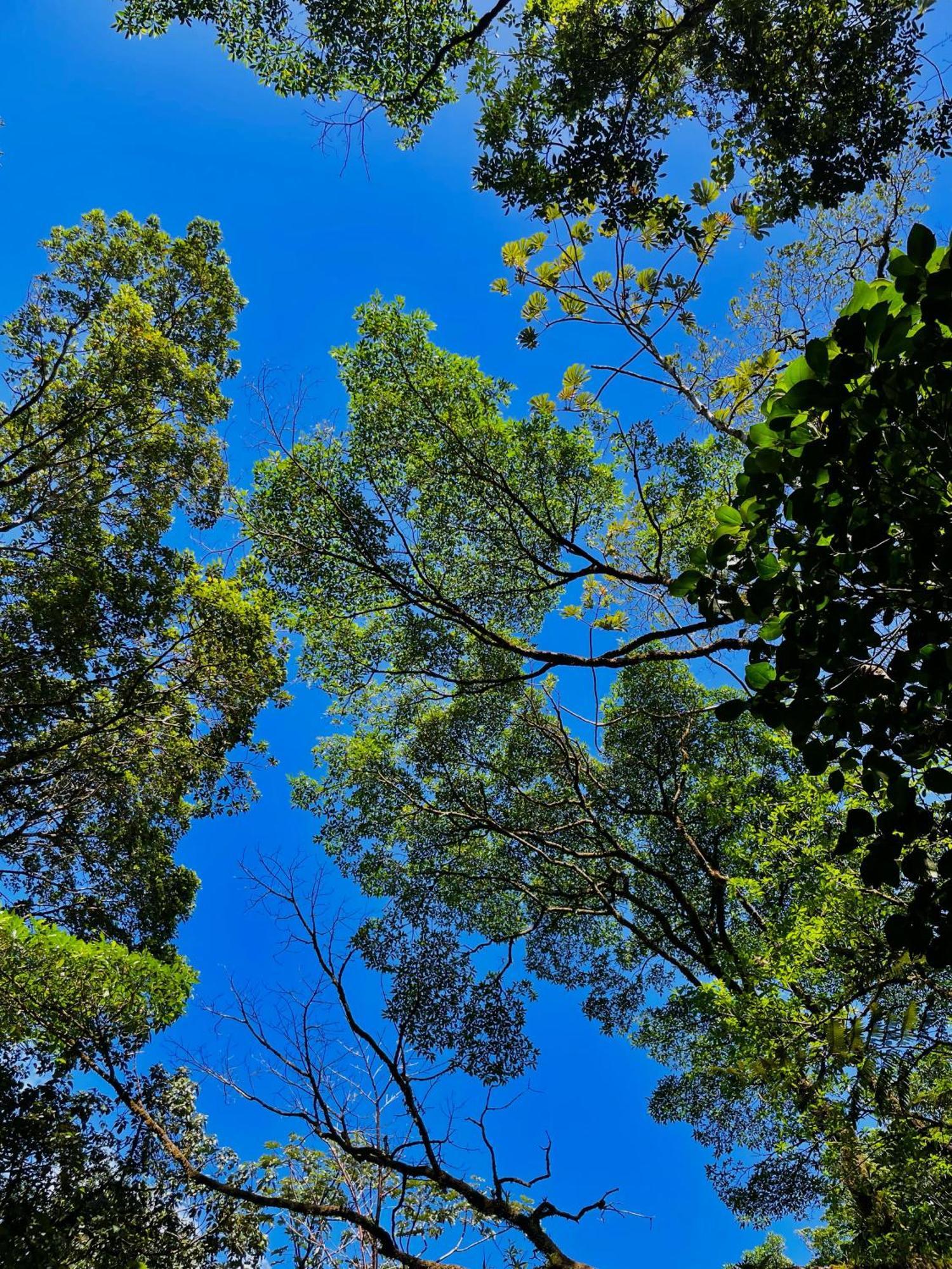 Heliconias Rainforest Lodge Bijagua Kültér fotó